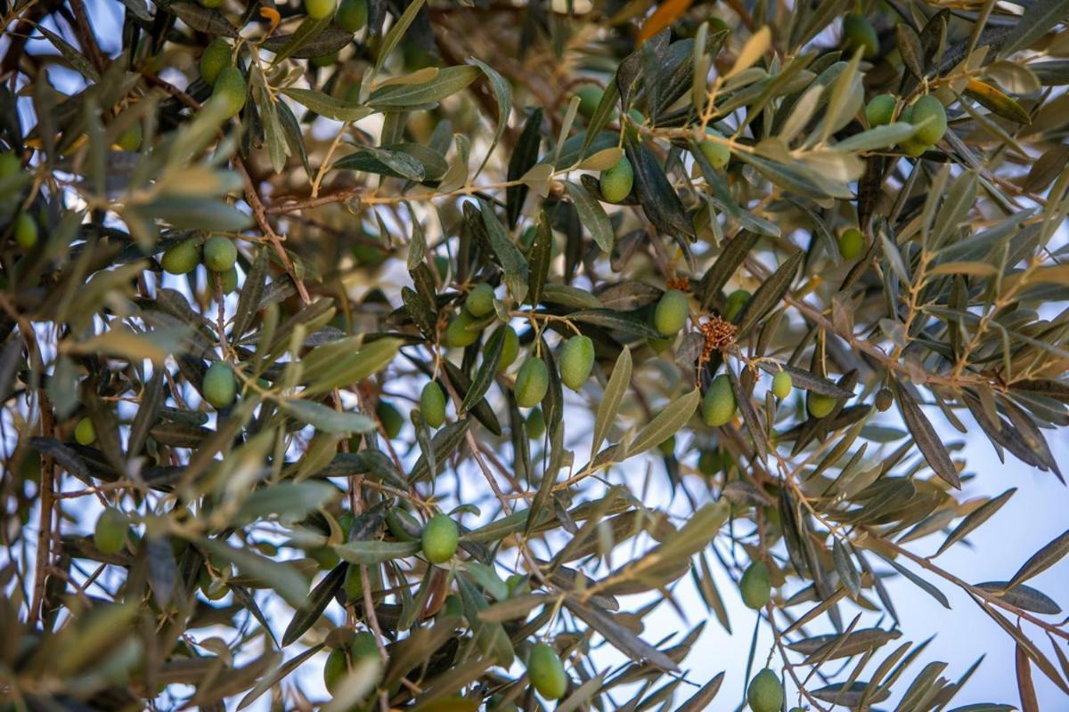 Finca Rural Es Pujol Soller Exterior photo